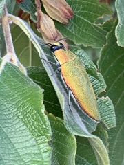 Steraspis