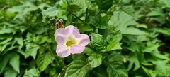 Asystasia gangetica gangetica