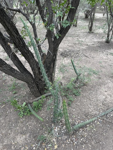 Harrisia pomanensis, photograph 6