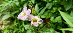 Asystasia gangetica gangetica