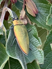 Steraspis