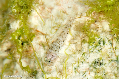 Istigobius ornatus