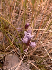 Gentianella turkestanorum