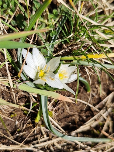 Ornithogalum exscapum, photograph 2