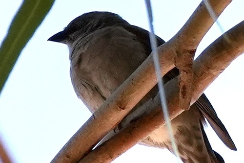 Swainson's Sparrow