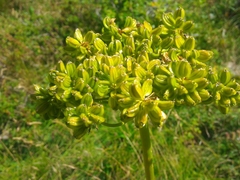 Molopospermum peloponnesiacum