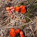 Native Pomegranate - Photo (c) sarah macdonald, some rights reserved (CC BY-NC), uploaded by sarah macdonald