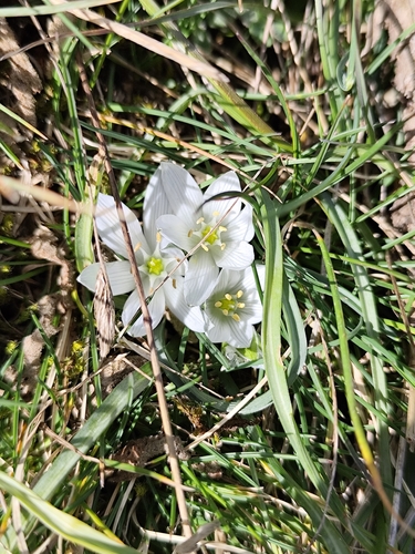 Star of Bethlehem (Ornithogalum exscapum)