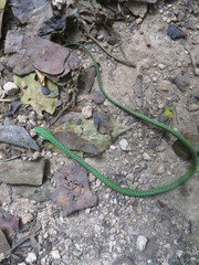 Philothamnus punctatus