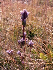 Gentianella turkestanorum