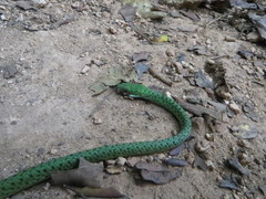 Philothamnus punctatus