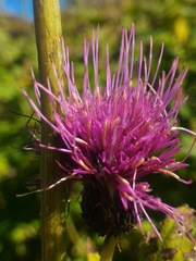 Cirsium alsophilum