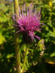 Cirsium alsophilum