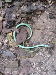 Philothamnus punctatus