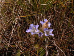 Gentiana kaufmanniana