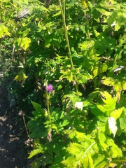 Cirsium alsophilum