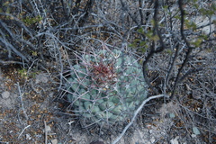 Thelocactus hexaedrophorus