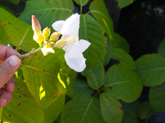 Chonemorpha fragrans