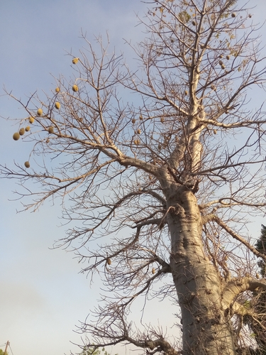 African baobab