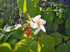 Chonemorpha fragrans