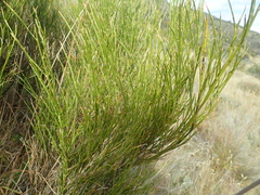 Carmichaelia compacta