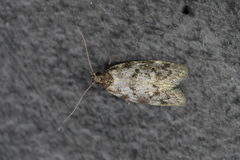 Trachypepla photinella