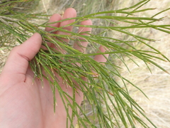 Carmichaelia compacta