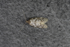 Trachypepla photinella