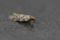 Trachypepla photinella