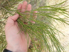 Carmichaelia compacta