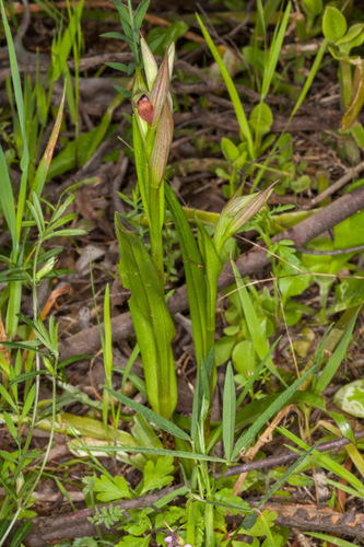 Lesser Tongue-orchid