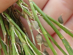 Carmichaelia compacta