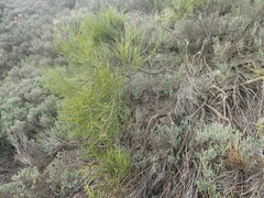 Carmichaelia compacta