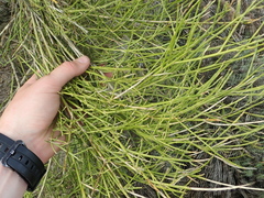 Carmichaelia compacta