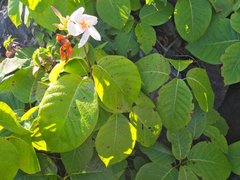 Chonemorpha fragrans