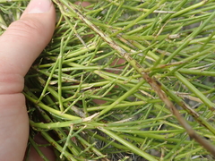 Carmichaelia compacta