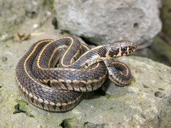Thamnophis scaliger