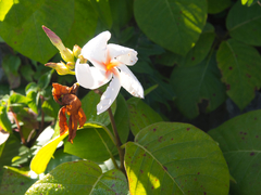 Chonemorpha fragrans
