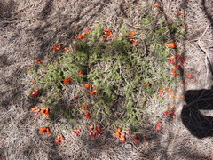 Balaustion pulcherrimum