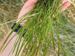 Carmichaelia compacta