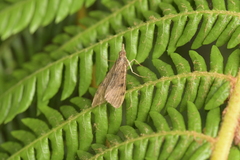 Uresiphita maorialis