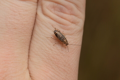 Parellipsidion latipenne