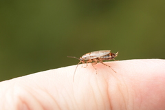 Parellipsidion latipenne