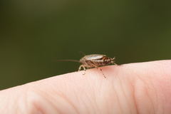 Parellipsidion latipenne