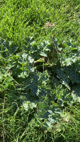 iNaturalist observation photo of milk thistle