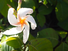 Chonemorpha fragrans