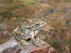 Lithobates spectabilis
