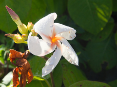 Chonemorpha fragrans