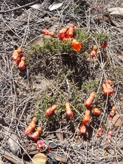 Balaustion pulcherrimum