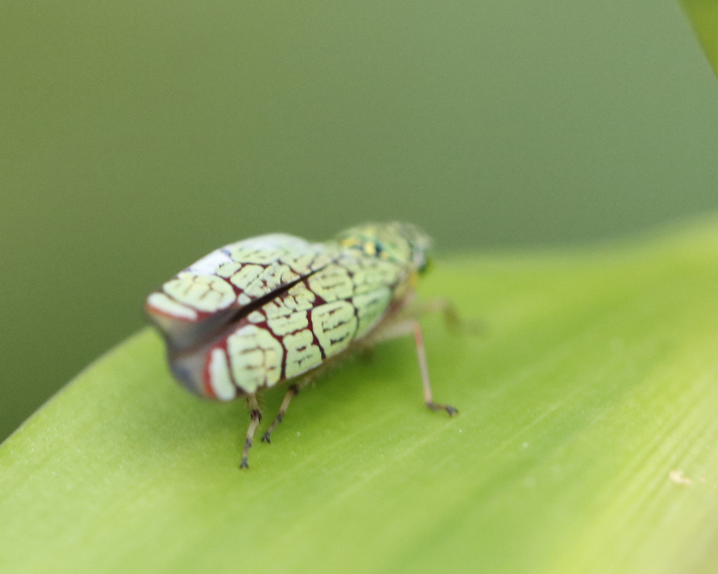 Ruppeliana signiceps